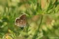 Polyommatus crassipunctus (Çokgözlü Anadolumavisi)